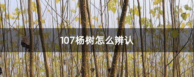 107杨树怎么辨认 107杨树怎么辨认