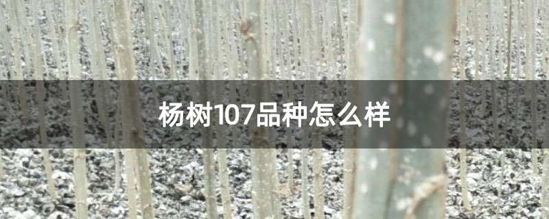 杨树107品种怎么样 杨树107品种怎么样