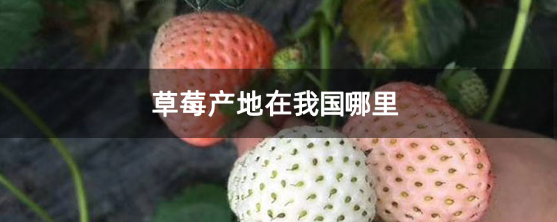 草莓产地在我国哪里