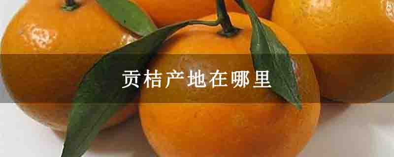 贡桔产地在哪里
