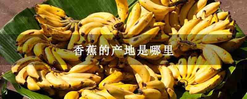 香蕉的产地是哪里