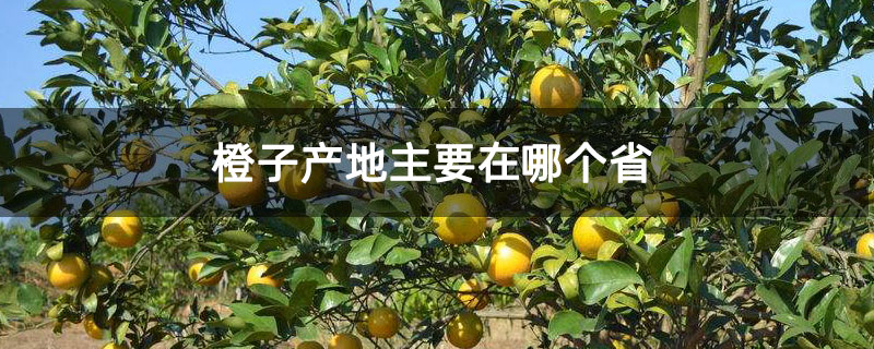 橙子产地主要在哪个省