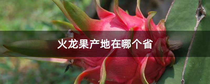 火龙果产地在哪个省