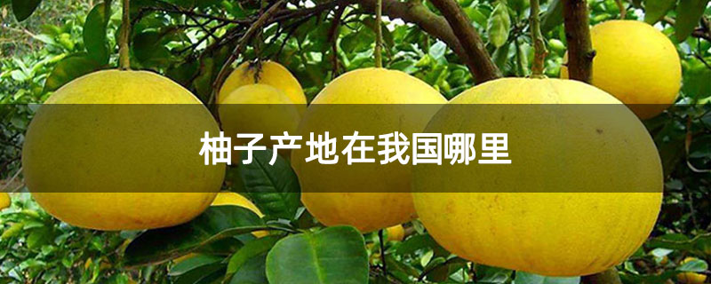 柚子产地在我国哪里