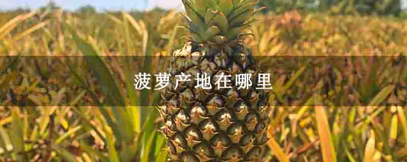 菠萝产地在哪里