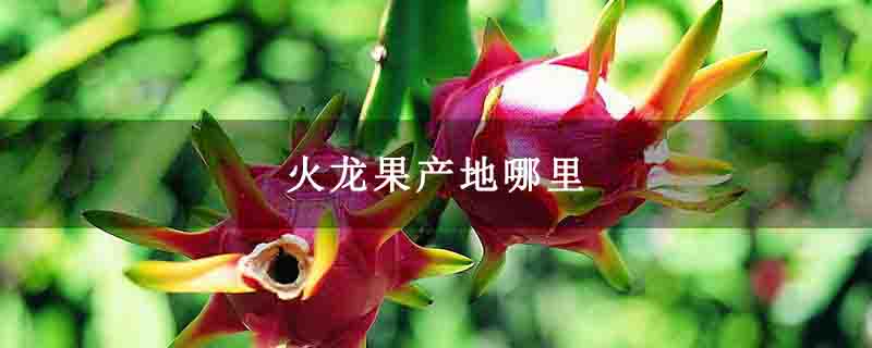 火龙果产地哪里