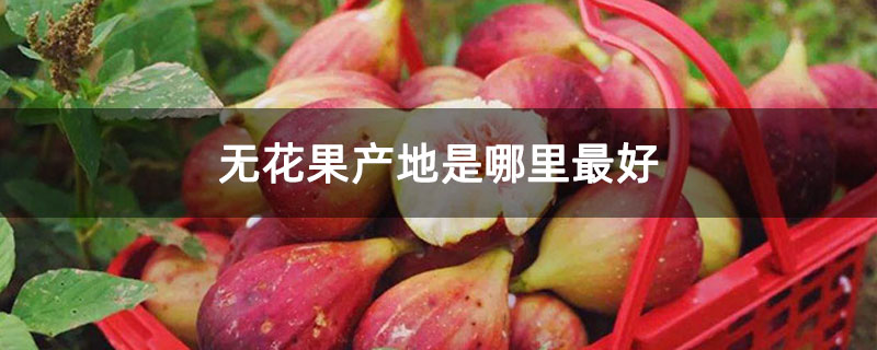 无花果产地是哪里最好