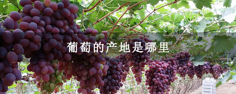 葡萄的产地是哪里