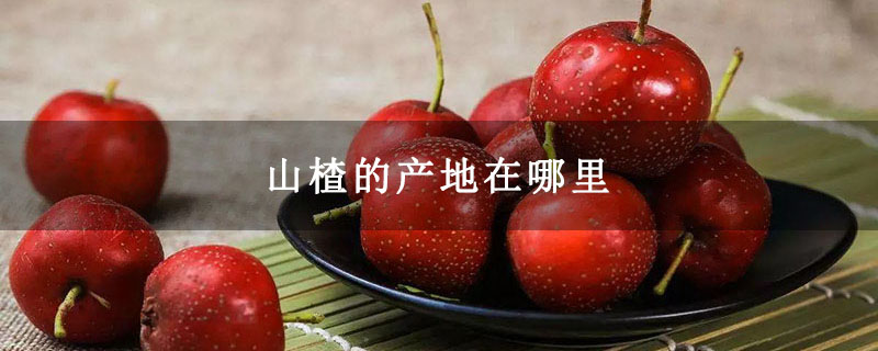 山楂的产地在哪里