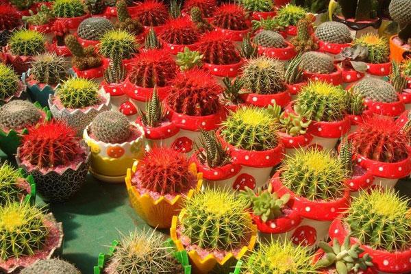 盆栽植物那么多，室内应该放什么？