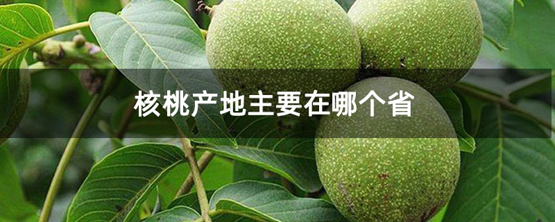 核桃产地主要在哪个省