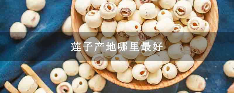 莲子产地哪里最好