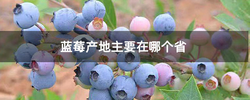 蓝莓产地主要在哪个省
