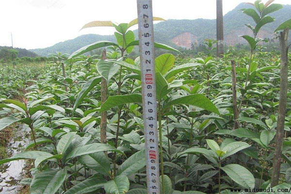 苗木种植户走好这三步 可提升利润空间