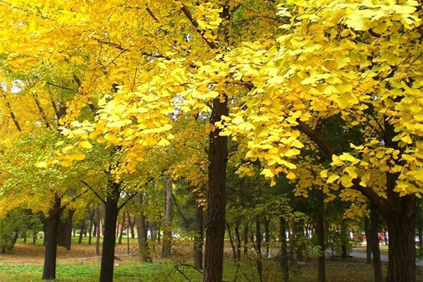 银杏树.jpg