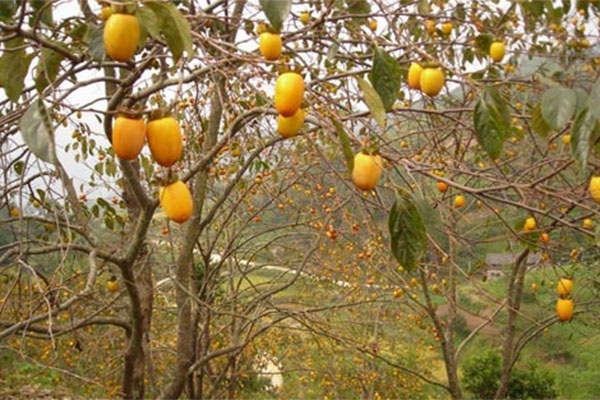 柿树种植卓越经济价值提升种植率.jpg