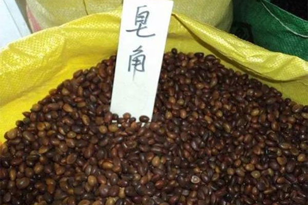 今年苗木种子终于迎来行情好转