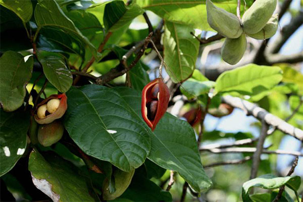 乡土树种“凤眼果”极具种植潜力