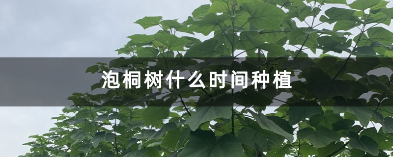泡桐树什么时间种植 泡桐树什么时间种植