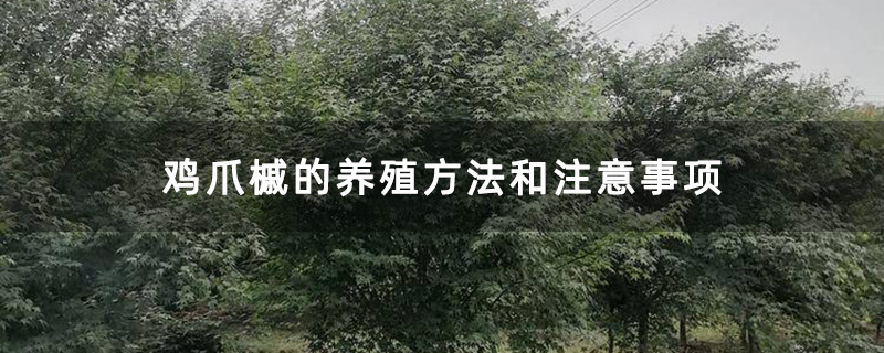 基地种植的鸡爪槭