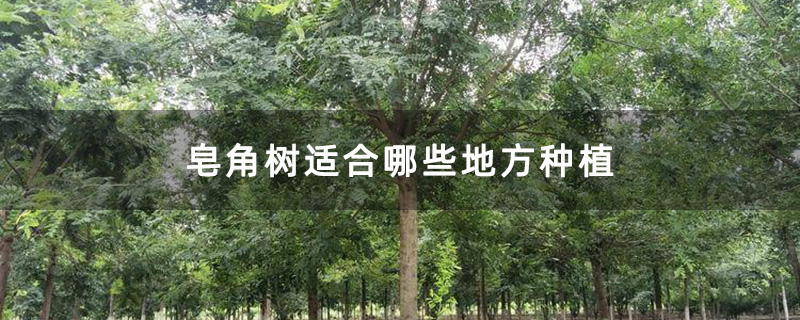 皂角树苗圃