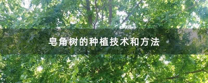 皂角树的种植技术和方法
