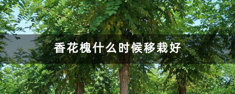 香花槐什么时候移栽好 香花槐什么时候移栽好