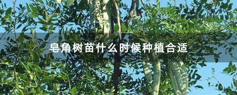 皂角树苗什么时候种植合适