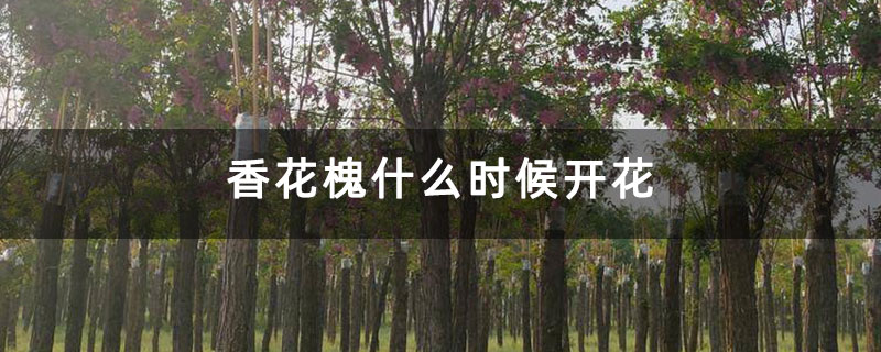 香花槐什么时候开花