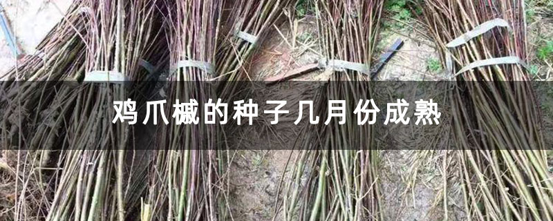 鸡爪槭的种子几月份成熟 鸡爪槭的种子几月份成熟