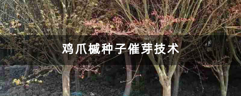 鸡爪槭种子催芽技术 鸡爪槭种子催芽技术