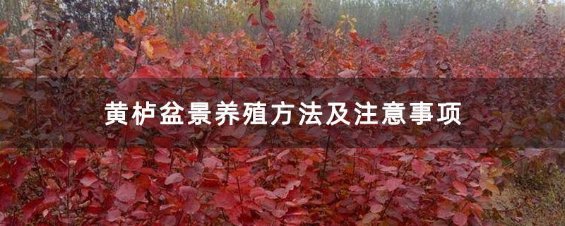 黄栌盆景养殖方法及注意事项