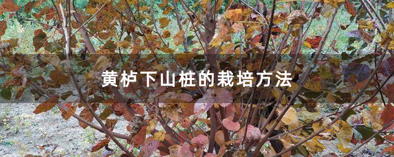 黄栌下山桩的栽培方法
