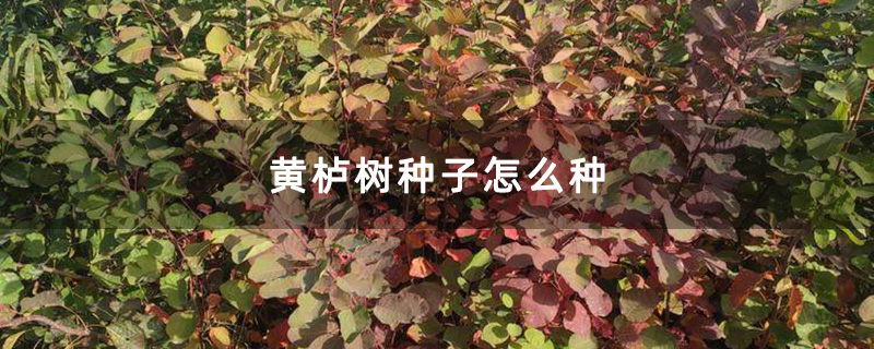 黄栌树种子怎么种