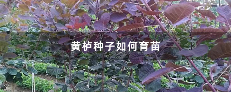 黄栌小苗种植基地实拍图
