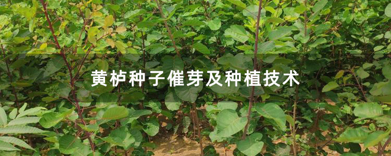 黄栌种子催芽及种植技术