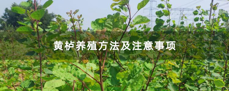 黄栌养殖方法及注意事项