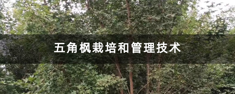 五角枫栽培和管理技术 五角枫栽培和管理技术