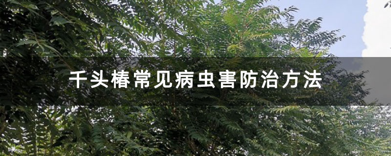 千头椿常见病虫害防治方法