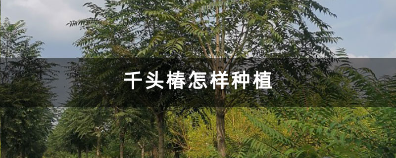 千头椿怎样种植