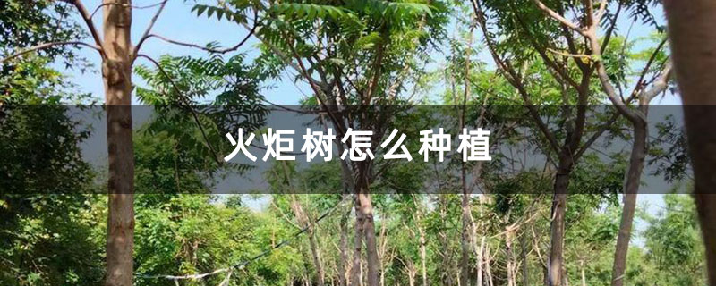 火炬树怎么种植 火炬树怎么种植