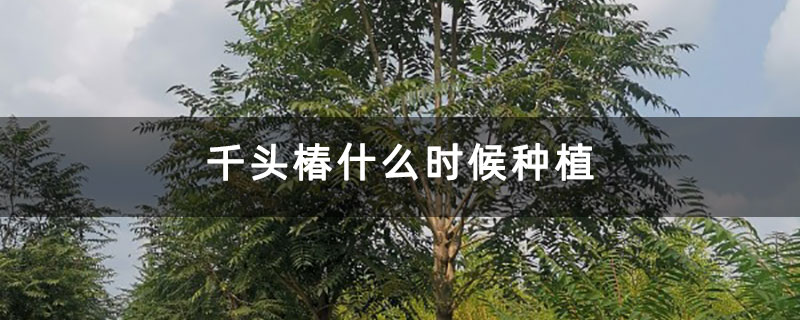 千头椿什么时候种植