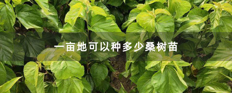 一亩地可以种多少桑树苗