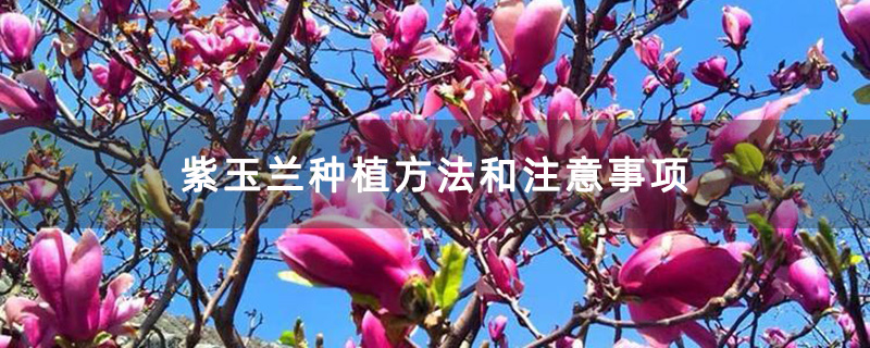 紫玉兰种植方法和注意事项