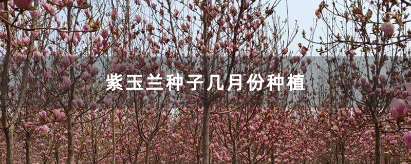 紫玉兰种子几月份种植
