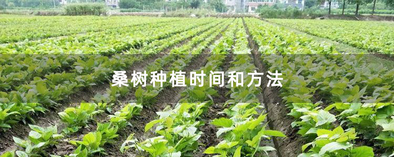 桑树苗种植基地实拍图