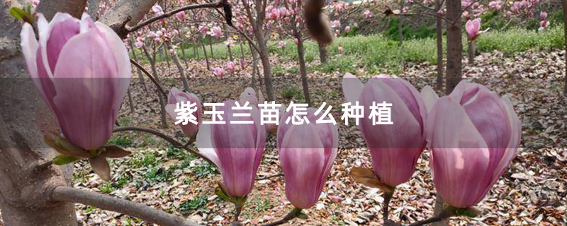 紫玉兰苗怎么种植