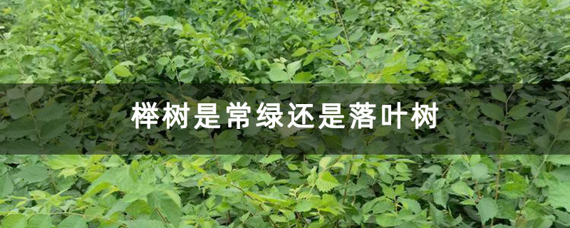 榉树是常绿还是落叶树