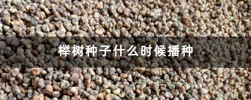 榉树种子什么时候播种
