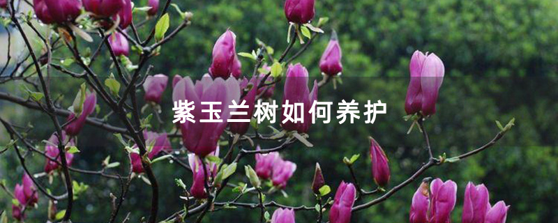 紫玉兰树如何养护